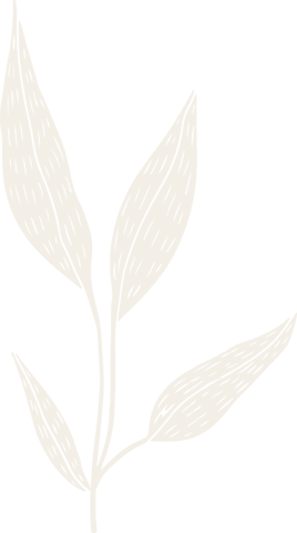 botanical sketch of plant branch on transparent background - Download Free Stock Videos Pikwizard.com