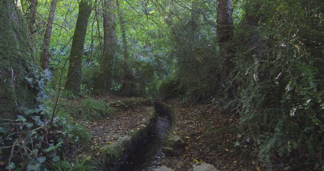 Tranquil Forest Path with Stream During Daytime - Download Free Stock Images Pikwizard.com