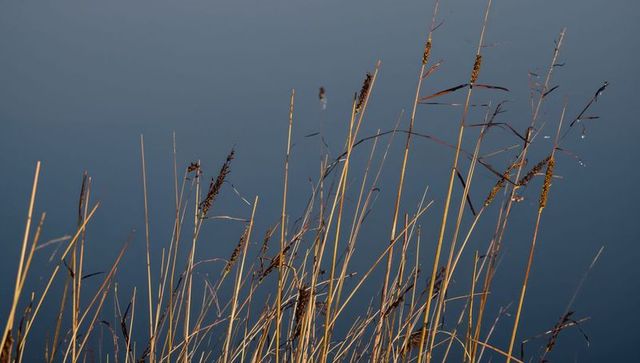 Sunlit marsh grasses swaying with dew and spider strands at tranquil pond dawn