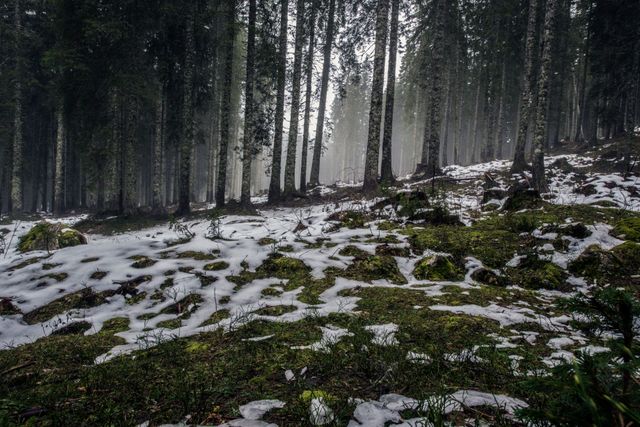 This image depicts a mist-covered forest with patches of melting snow, suggesting the transition from winter to spring. The ground is seen lush and green with spots of moss, adding to the serene and tranquil atmosphere. Ideal for use in nature blogs, landscape photography collections, and environmental awareness campaigns.