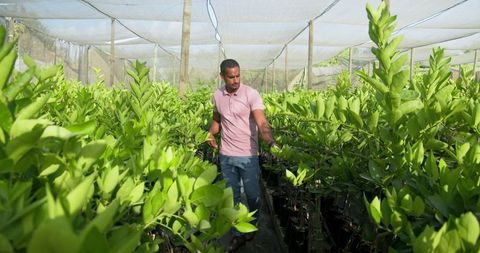 Man in shade-net nursery caring for young saplings