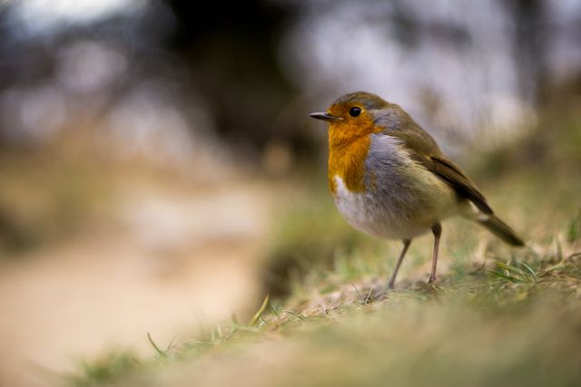 European Robin with a distinctive red breast perched on grass in its natural habitat. Ideal for nature and wildlife photography displays, educational purposes, ornithology studies, or species identification guides.