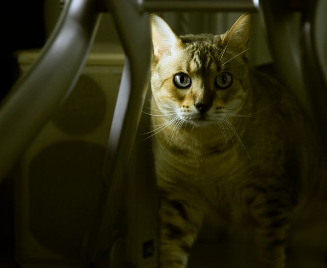 A striped domestic cat with yellow eyes is half-hidden among furniture indoors, presenting a focused and cautious look as if hunting. Perfect for pet-related blog articles, animal behavior studies, or marketing materials for pet products.