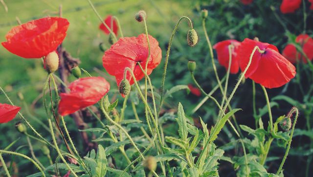 Vibrant Red Poppy Flowers Blooming in Garden Meadow - Download Free Stock Photos Pikwizard.com