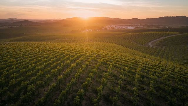 Sunset Bathing Aerial Vineyard in Golden Light with Curving Rows and Distant Winery