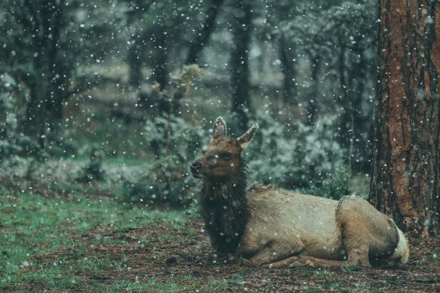 Elk Resting in Forest During Snowfall - Download Free Stock Photos Pikwizard.com