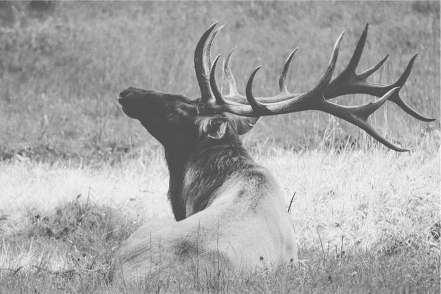 Majestic Elk Resting in Field in Black and White - Download Free Stock Photos Pikwizard.com