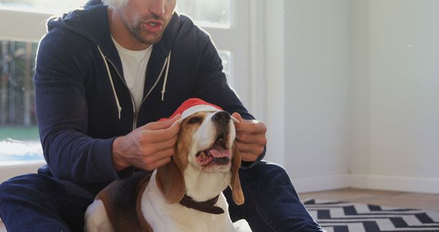 A young Caucasian man is putting a Santa hat on his beagle dog indoors, with copy space. Moments like these capture the festive spirit shared between pets and their owners during holiday seasons.