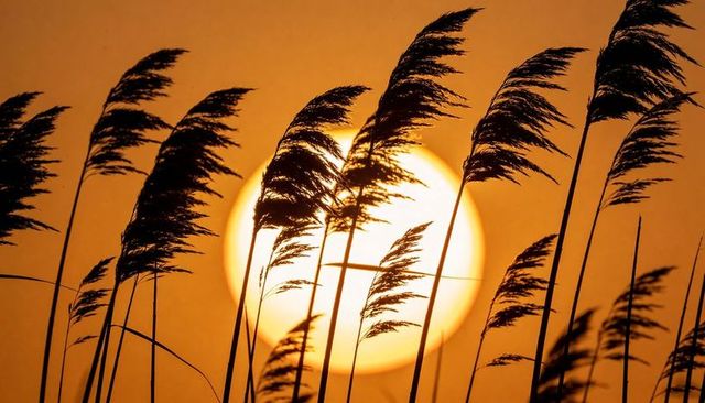 Golden sunrise backlighting swaying reed grass silhouettes over tranquil marsh
