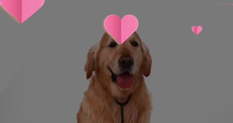 Golden Retriever with Floating Heart Graphics Captures Love and Loyalty