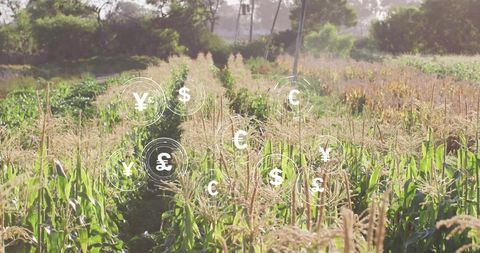 Sunlit cornfield showing floating currency symbols representing agriculture investment