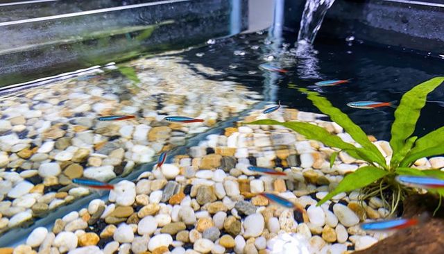 Neon tetra school swimming in planted aquarium with pebble substrate and flowing filter