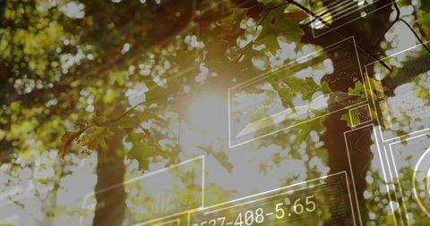 Augmented reality forest hud overlay with sunlit oak leaves, bokeh and numeric data
