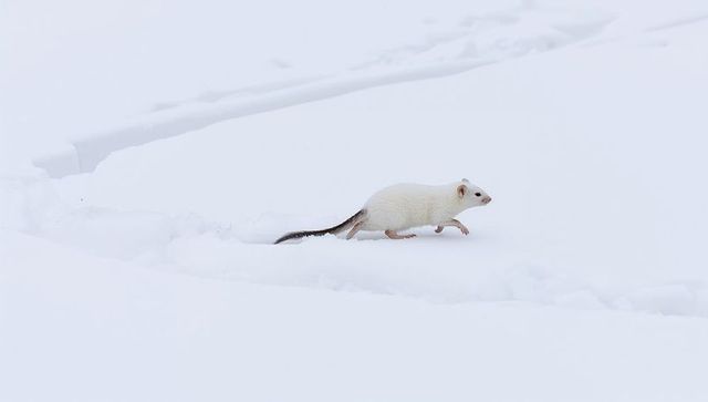 Ermine crossing snow with black-tipped tail leaving shallow trail in minimalist snowfield