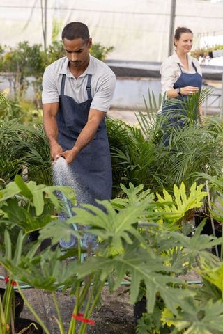 Watering tropical potted plants in greenhouse by garden center staff demonstrating teamwork