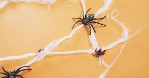 Glittery black spiders perching on white web strands over bright orange background