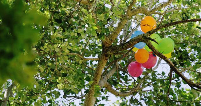Colorful balloons stuck high in tree branches amid lush green leaves under sunny, clear sky. Ideal for emphasizing themes of whimsy, lost childhood, celebration, festivity, outdoor fun and beauty of nature. Perfect for posting about celebrations, nostalgic moments or promoting seasonal events.