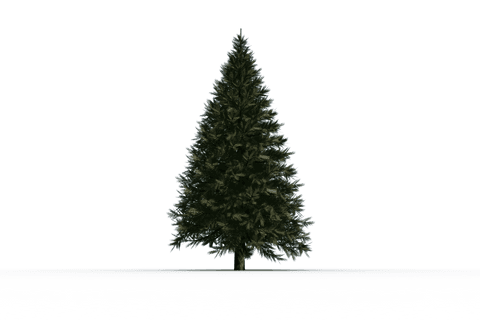 Digital Illustration of Transparent Fir Tree for Holiday Design - Download Free Stock Videos Pikwizard.com