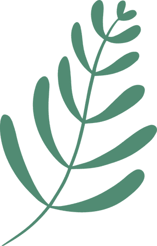 Green Botanical Branch Flat Vector on Transparent Background