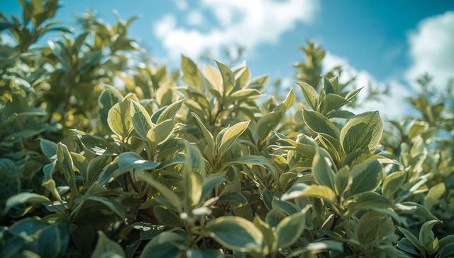 Sunlit lush green garden hedge close-up with backlit veined leaves and soft blue sky bokeh