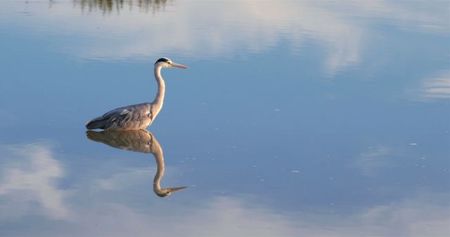 Calm blue heron reflecting against tranquil twilight water, perfect for wildlife enthusiasts, nature magazines, and serene landscape backgrounds.