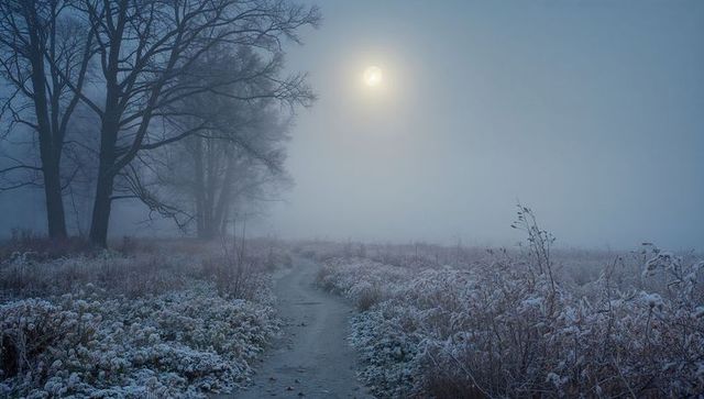 Winding frosty meadow path leading through bare trees into pale sun foggy winter dawn