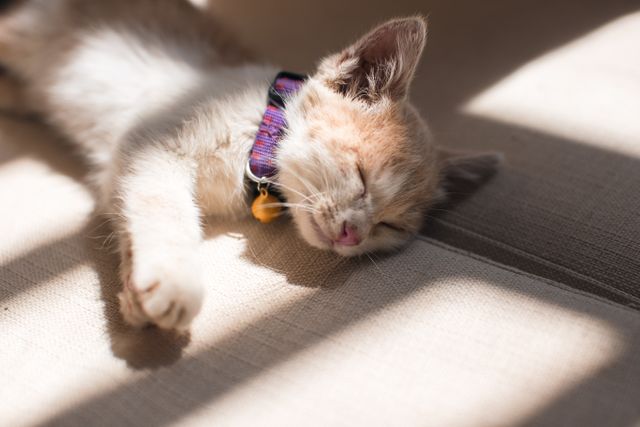 Young kitten with brown fur wearing collar sleeping on a sunlit floor. Ideal for pet care, relaxation, or cozy home settings. Perfect for blogs, advertisements, and social media promoting pet products and mental well-being.