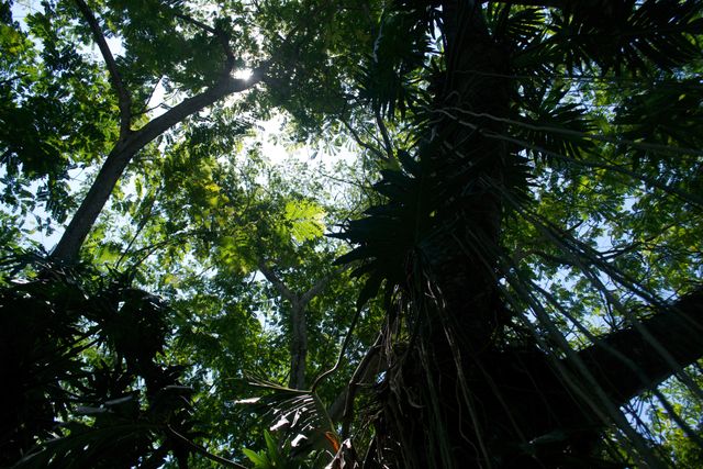 View of dense tropical rainforest canopy with sunlight filtering through leaves. Ideal for use in nature conservation, environmental awareness campaigns, or travel and adventure content highlighting jungle and rainforest experiences.