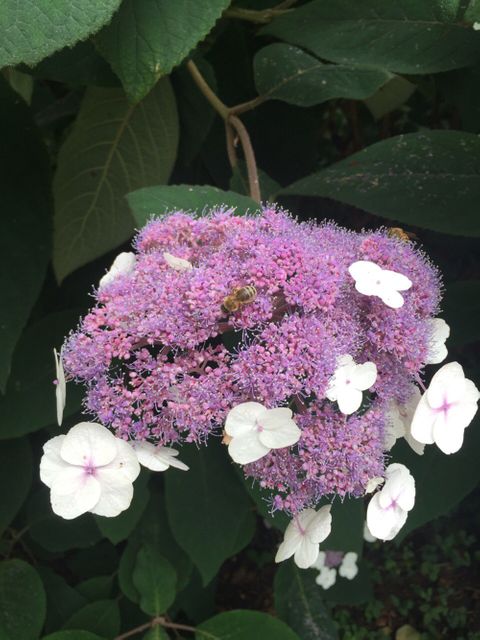 Close-up view of bees pollinating light purple hydrangea flowers with white accents. Ideal for use in articles or blogs about gardening, nature, pollination, and biodiversity. Useful for educational materials on the importance of bees and plant life cycle, as well as for decorative purposes in nature-themed designs.