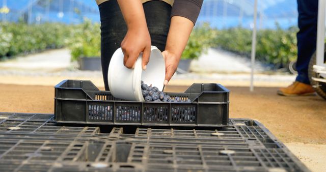 Hands of farmer harvesting fresh blueberries and placing into crate at organic farm. Ideal for articles and advertisements on sustainable farming, organic produce, and rural lifestyle.