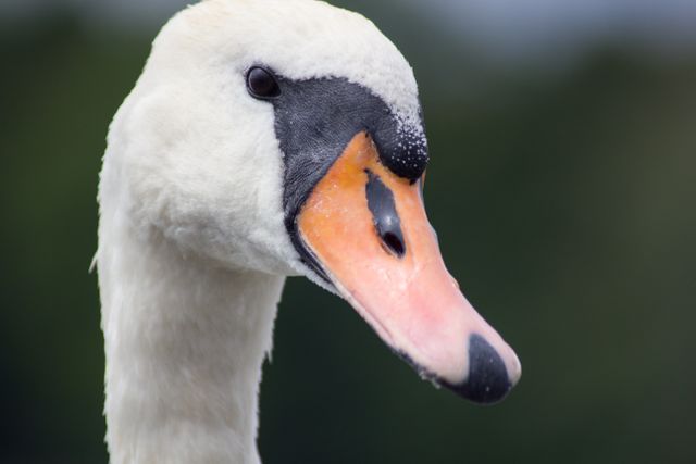 This image features a close-up shot of a majestic swan's head, highlighting its detailed white feathers and distinctive orange beak against a dark, blurred background. Suitable for use in nature-focused articles, birdwatching blogs, educational materials about wildlife, and promoting conservation efforts.