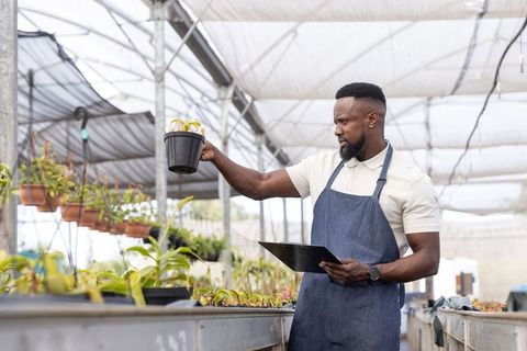 African american man inspecting potted plant in greenhouse holding clipboard wearing apron