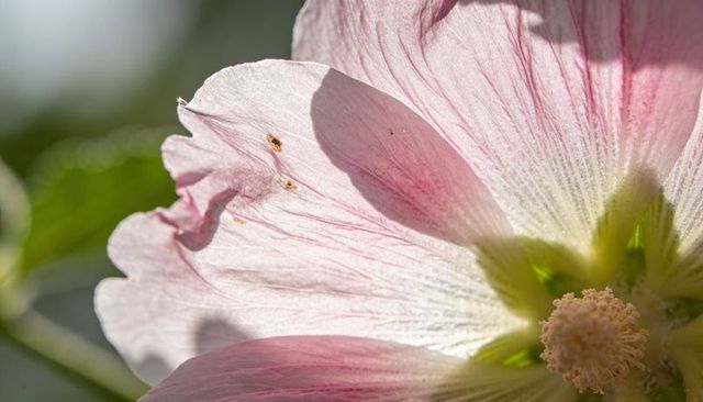 Backlit pale pink mallow blossom showing veined petals, brown specks and stamen closeup