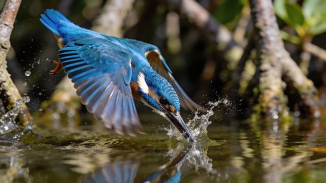 Vivid kingfisher diving and skimming water surface, creating splash and reflection