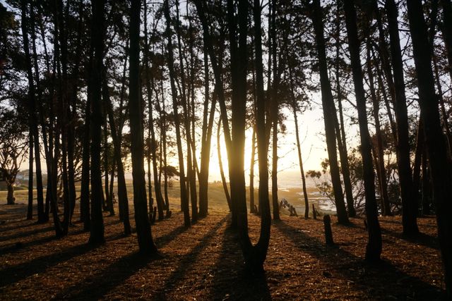 Sunset Through Dense Forest with Long Shadows - Download Free Stock Photos Pikwizard.com