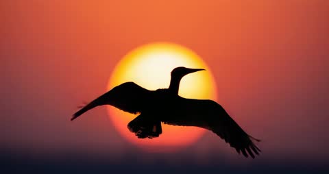 Silhouetted Seabird Gliding at Majestic Sunset Over Horizon