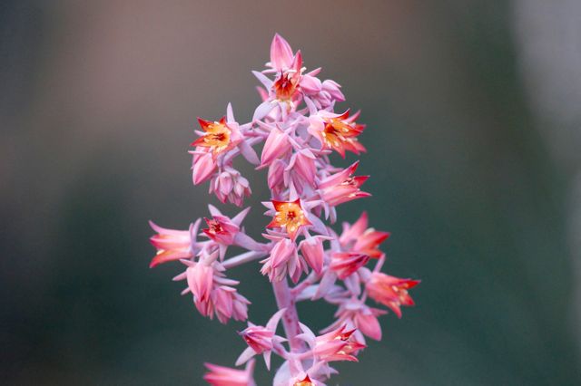 Pink echeveria flowers blooming in bright hues, ideal for use in gardening websites, floral calendars, nature blogs, or botanical presentations.