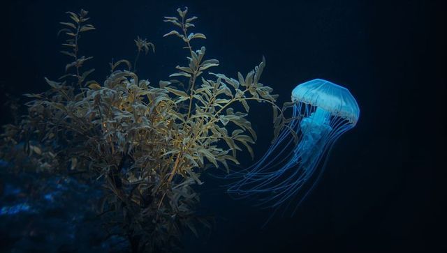 Glowing Jellyfish and Underwater Plant in Tranquil Ocean Scene