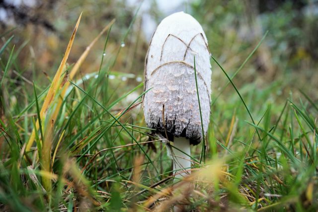 Detailed view of a shaggy mane mushroom growing among tall grass in outdoor field. Suitable for use in nature articles, educational materials about fungi, environmental themes, and seasonal outdoor explorations.