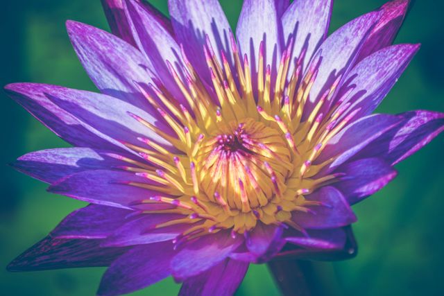Close-Up of Purple and Yellow Water Lily Blooming - Download Free Stock Photos Pikwizard.com