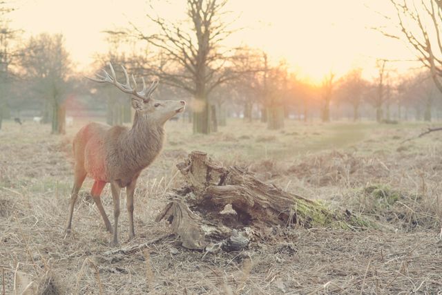 Majestic Deer in Forest at Sunrise with Soft Glowing Light - Download Free Stock Photos Pikwizard.com