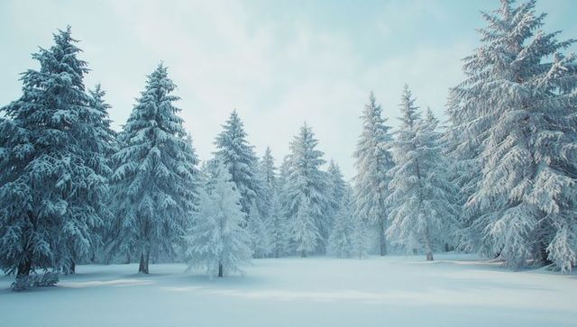 Tranquil Snowy Evergreen Forest in Winter Clearing