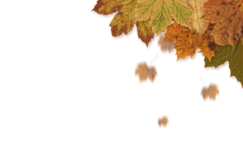 transparent corner arrangement of autumn leaves - Download Free Stock Videos Pikwizard.com