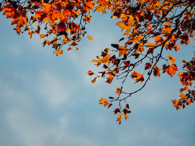 Perfect for use in seasonal promotions, nature-themed projects, or backgrounds for content involving the autumn season. This image captures the beauty of fall foliage with bright, vibrant colors against a clear sky, evoking feelings of warmth and coziness.