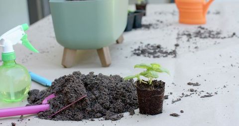 Green seedling sprouting in peat pot with loose soil and colorful gardening tools