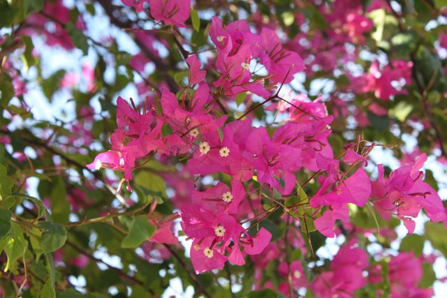 Bright pink bougainvillea blossoms in full bloom create a stunning, vibrant display perfect for adding a touch of nature and color to designs. The lush greenery in the background enhances the vividness of the flowers, making this ideal for gardening blogs, floral-themed projects, home decor inspiration, and seasonal advertisements promoting spring and summer settings.