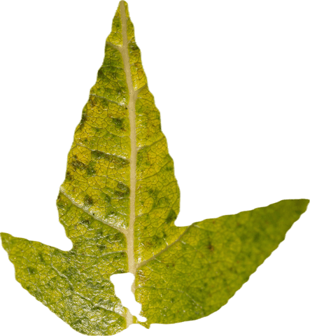 Yellowed Leaf Illustration on Transparent Background - Download Free Stock Videos Pikwizard.com