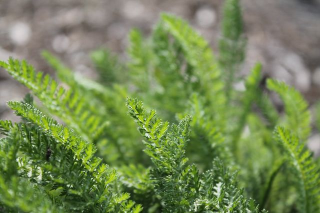 Features a detailed shot of vibrant green fern leaves, backlit by natural daylight. Suitable for use in botanical projects, nature-themed presentations, or as a background image for eco-friendly and gardening content. Ideal for blog posts, environmental campaigns, and educational materials on plant life.
