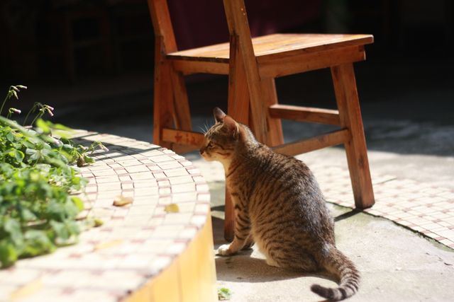 Brown tabby cat sitting on pavement next to a wooden chair in a sunny backyard. Provides a calm and tranquil setting. Ideal for use in gardening blogs, pet care articles, website banners, and outdoor lifestyle promotions.