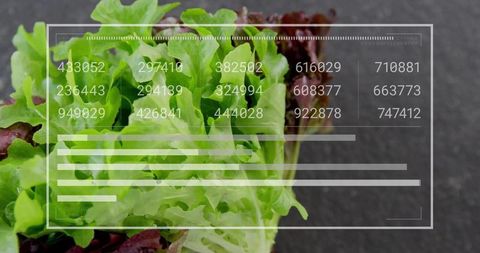 Displaying mixed green and red leaf lettuce with hud data overlay for food analytics